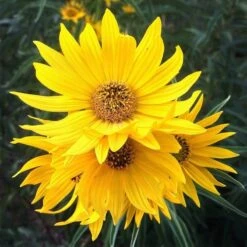 Santa Fe Maximilian's Sunflower (Helianthus) -High Country Gardens Store hcgsp15jackganse 23526409 helian