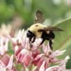 Showy Pink Milkweed -High Country Gardens Store hcgsu15jasonbidgood brown belted bumble bee milkweed specioisa co