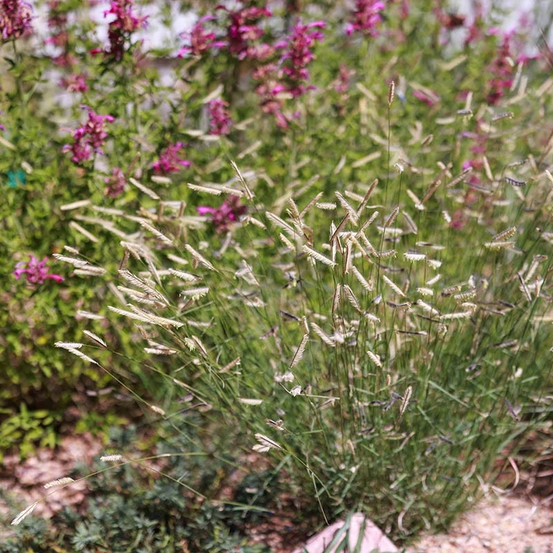 Zig Zag Blue Grama Grass 4 Zig Zag Blue Grama Grass - Image 4