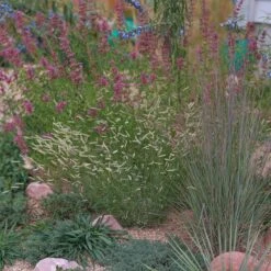 Zig Zag Blue Grama Grass 9 Zig Zag Blue Grama Grass -High Country Gardens Store heididenverdrygardens cropped2