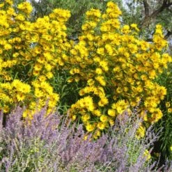 Santa Fe Maximilian's Sunflower (Helianthus) -High Country Gardens Store helianthus maximiliana santa fe
