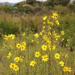 Autumn Magic Pollinator Collection -High Country Gardens Store helianthus maximiliana sq