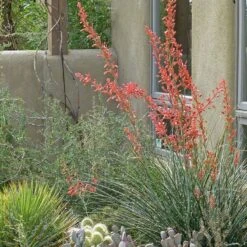 Coral Glow Texas Yucca (Hesperaloe) -High Country Gardens Store hesperaloe coral glow yucca opuntia echinocereus cc cropped