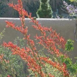Coral Glow Texas Yucca (Hesperaloe) -High Country Gardens Store hesperaloe parviflora coral glow august cropped