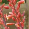 Coral Glow Texas Yucca (Hesperaloe) -High Country Gardens Store hesperaloe parviflora coral glow close 1