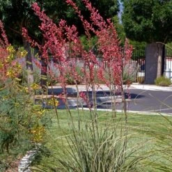 High Country Gardens Store 16 High Country Gardens Store -High Country Gardens Store hesperaloe parviflora straight up red 2