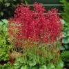 Firefly Coral Bells -High Country Gardens Store heuchera firefly coral bells 1