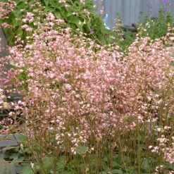 Weston Pink Coral Bells -High Country Gardens Store heuchera weston pink coral bells