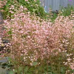 Weston Pink Coral Bells -High Country Gardens Store heuchera weston pink coral bells 2