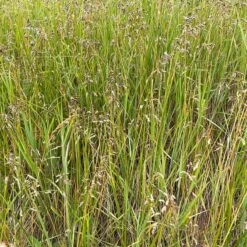 Sweetgrass -High Country Gardens Store hierochloe odorata3