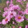 Honeysong Pink New England Aster -High Country Gardens Store honeysong pink new england aster flower blooming