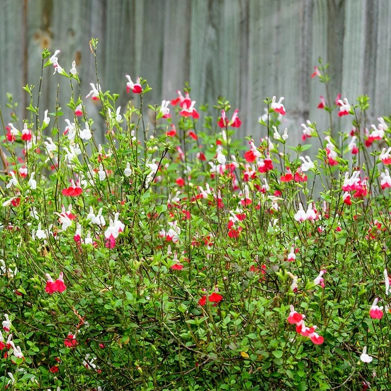 Hot Lips Salvia 2 Hot Lips Salvia - Image 2