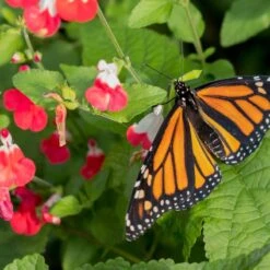 Hot Lips Salvia 6 Hot Lips Salvia -High Country Gardens Store hot lips salvia 4