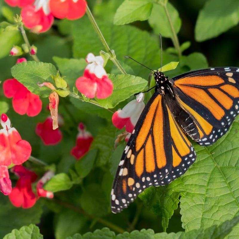 Hot Lips Salvia 3 Hot Lips Salvia - Image 3