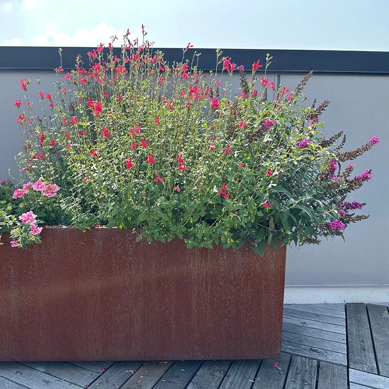 Hot Lips Salvia 4 Hot Lips Salvia - Image 4