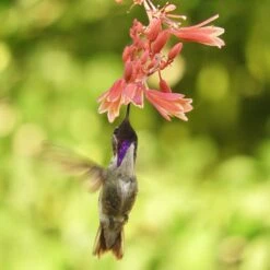 Hummingbird Paradise Hesperaloe Collection -High Country Gardens Store humminbird hesperaloe sq