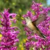 Hummingbird Attracting Collection For The West -High Country Gardens Store hummingbird agastache cana rosita hummingbird