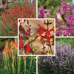 Hummingbird Attracting Collection For The West -High Country Gardens Store hummingbird attracting west 9 19 25