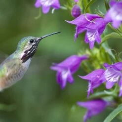 Plant Select® Waterwise Perennial Collection -High Country Gardens Store hummingbird penstemon pikes peak cropped