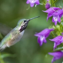 Pike's Peak Purple® Penstemon -High Country Gardens Store hummingbird penstemon pikes peak hummer