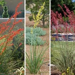 Hummingbird Paradise Hesperaloe Collection -High Country Gardens Store hummingbird paradise hesperaloe collage