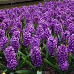 Miss Saigon Hyacinth 6 Miss Saigon Hyacinth -High Country Gardens Store hyacinth bulbs miss saigon brer00219