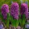 Miss Saigon Hyacinth -High Country Gardens Store hyacinth bulbs miss saigon elbo32118