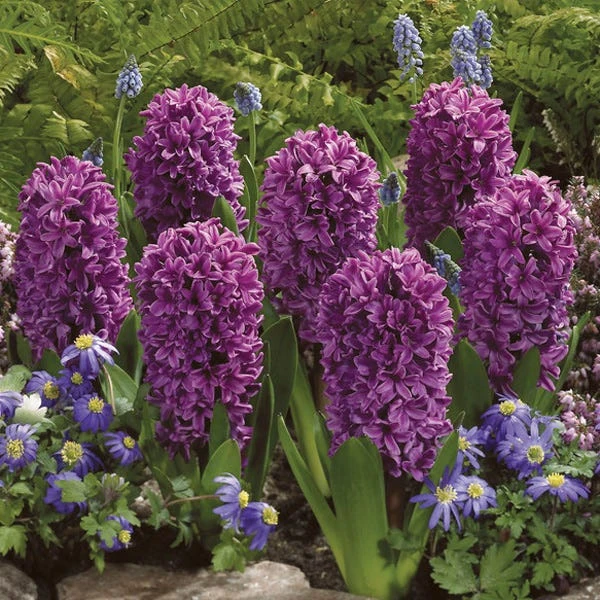 Miss Saigon Hyacinth 2 Miss Saigon Hyacinth - Image 2