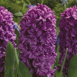 Miss Saigon Hyacinth 7 Miss Saigon Hyacinth -High Country Gardens Store hyacinth miss siagon elbo32079