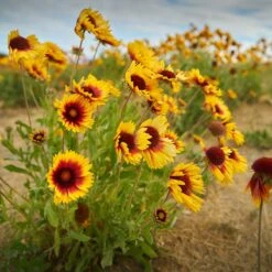 Dry Area Wildflower Seed Mix 9 Dry Area Wildflower Seed Mix -High Country Gardens Store indian blanket flower