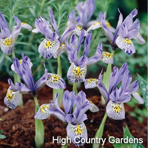 Katharine Hodgkin Specie Iris (Mini Iris) 2 Katharine Hodgkin Specie Iris (Mini Iris) - Image 2