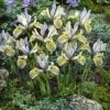 Katharine Hodgkin Specie Iris (Mini Iris) -High Country Gardens Store iriskatharinehodgkin 2