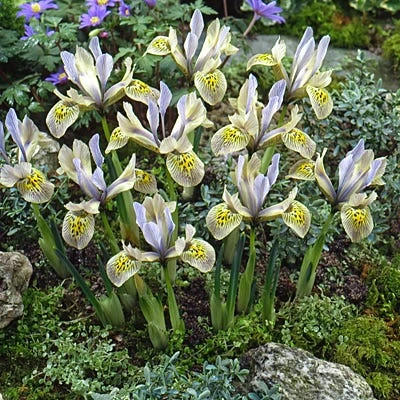 Katharine Hodgkin Specie Iris (Mini Iris) 1 Katharine Hodgkin Specie Iris (Mini Iris)
