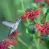Jacob Cline Bee Balm -High Country Gardens Store jacob kline monardaand annas hummingbird pam koch az 3