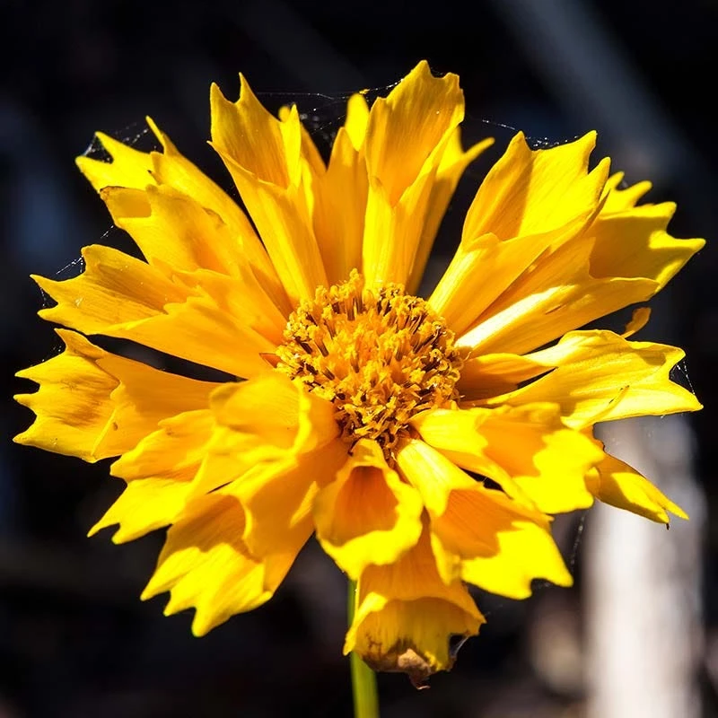 Jethro Tull Coreopsis 1 Jethro Tull Coreopsis