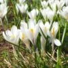 Joan Of Arc Dutch Crocus -High Country Gardens Store joan of arc crocus white 1103171546 cropped