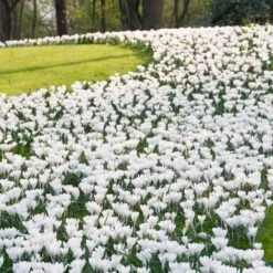 High Country Gardens Store 28 High Country Gardens Store -High Country Gardens Store joan of arc dutch crocus garden 1 1