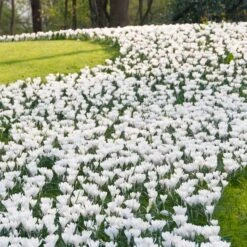 Magic Carpet Bulb Collection -High Country Gardens Store joan of arc dutch crocus sq