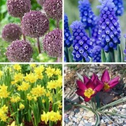 Jumbo Waterwise Garden Bulb Collection -High Country Gardens Store jumbo waterwise garden bulb coll fy26