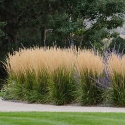 Karl Foerster Feather Reed Grass -High Country Gardens Store karl feorster feather reed grass 1