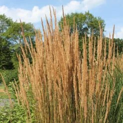 Karl Foerster Feather Reed Grass -High Country Gardens Store karl feorster feather reed grass 2