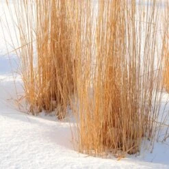Karl Foerster Feather Reed Grass -High Country Gardens Store karl foerster feather reed grass winter