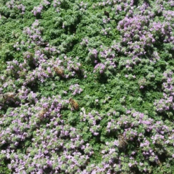 Elfin Creeping Thyme -High Country Gardens Store karna moore hcg summer 2024 elfin creeping thyme