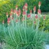 Pfitzer Red Hot Poker Mix -High Country Gardens Store kniphofia uvaria santa fe landscape cropped 1 1