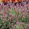 Kudos™ Silver Blue Agastache -High Country Gardens Store kudos silver blue agastache 1
