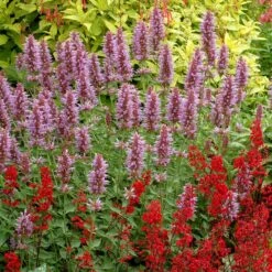 High Country Gardens Store -High Country Gardens Store kudos silver blue agastache 2