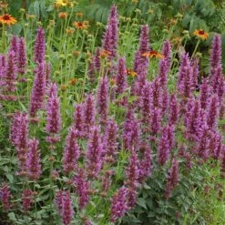 Kudos™ Silver Blue Agastache -High Country Gardens Store kudos silver blue agastache hero