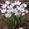 Lady Killer Snow Crocus -High Country Gardens Store lady killer snow crocus