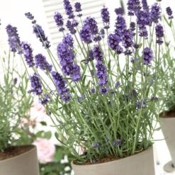 Hidcote Blue English Lavender 5 Hidcote Blue English Lavender -High Country Gardens Store lavandula hidcote lavender pot 1