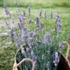 Sensational!™ Lavender 7 Sensational!™ Lavender -High Country Gardens Store lavandula sensational lavender
